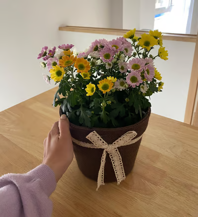 Maceta con flores de la consulta de Clara Nebot, psicóloga en vilareal.
