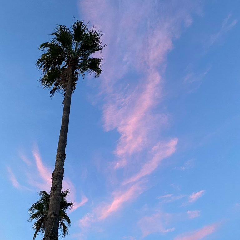 Foto de una palmera en el Instagram de Clara Nebot, psicóloga en vilareal.